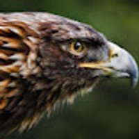 Avatar photo