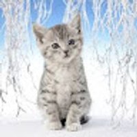 Avatar photo